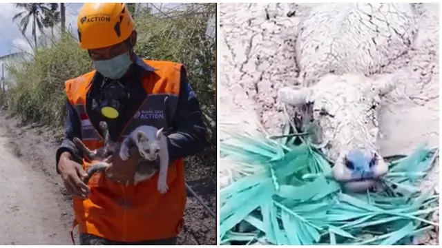 6 Video Penyelematan Hewan Akibat Erupsi Gunung Semeru, Tim Relawan Banjir Pujian