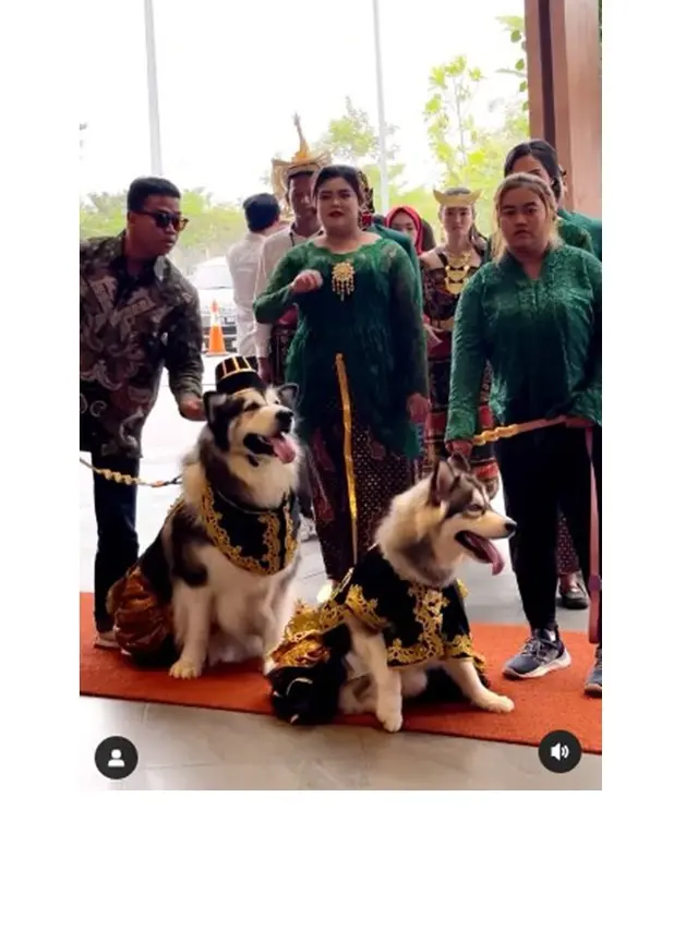 8 Potret Pernikahan Anjing dengan Adat Jawa Ini Mewah Banget, Habiskan Dana Rp 200 Juta