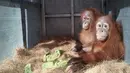 Orang utan Kalimantan sebelumnya telah menjalani masa rehabilitasi di Yayasan Konservasi Alam Yogyakarta (YKAY) atau Wildlife Rescue Centre (WRC) di Kulon Progo dan akan menjalani translokasi di pusat rehabilitasi Centre for Orangutan Protection (CoP) di Berau (Liputan6.com/Pool/GIA)