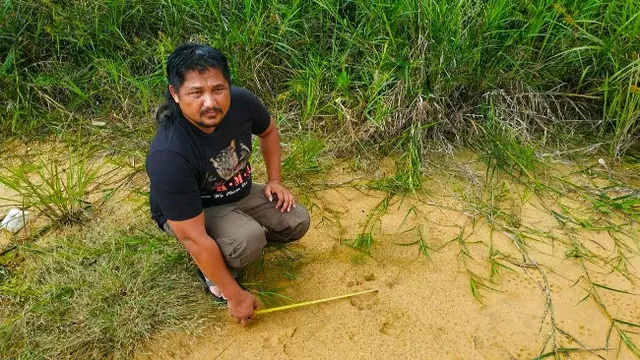 Petugas BBKSDA Riau mengukur jejak harimau sumatra yang ditemukan di Desa Karya Indah, Kabupaten Kampar.