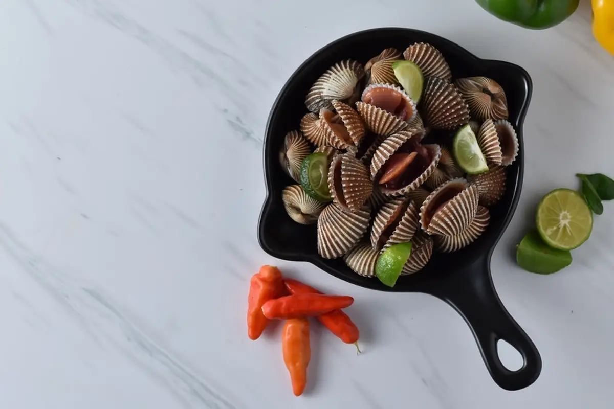 kerang dara