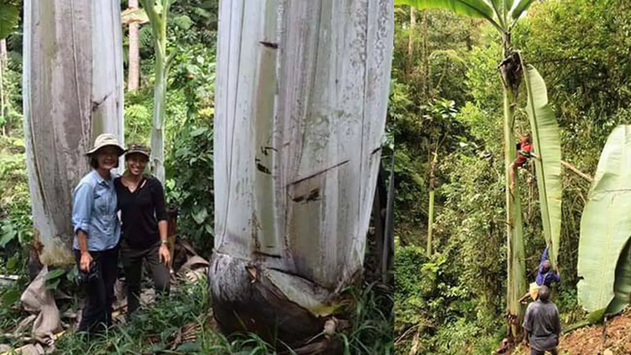 Pisang Raksasa dari Papu, Panjangnya Mencapai 18 Senti