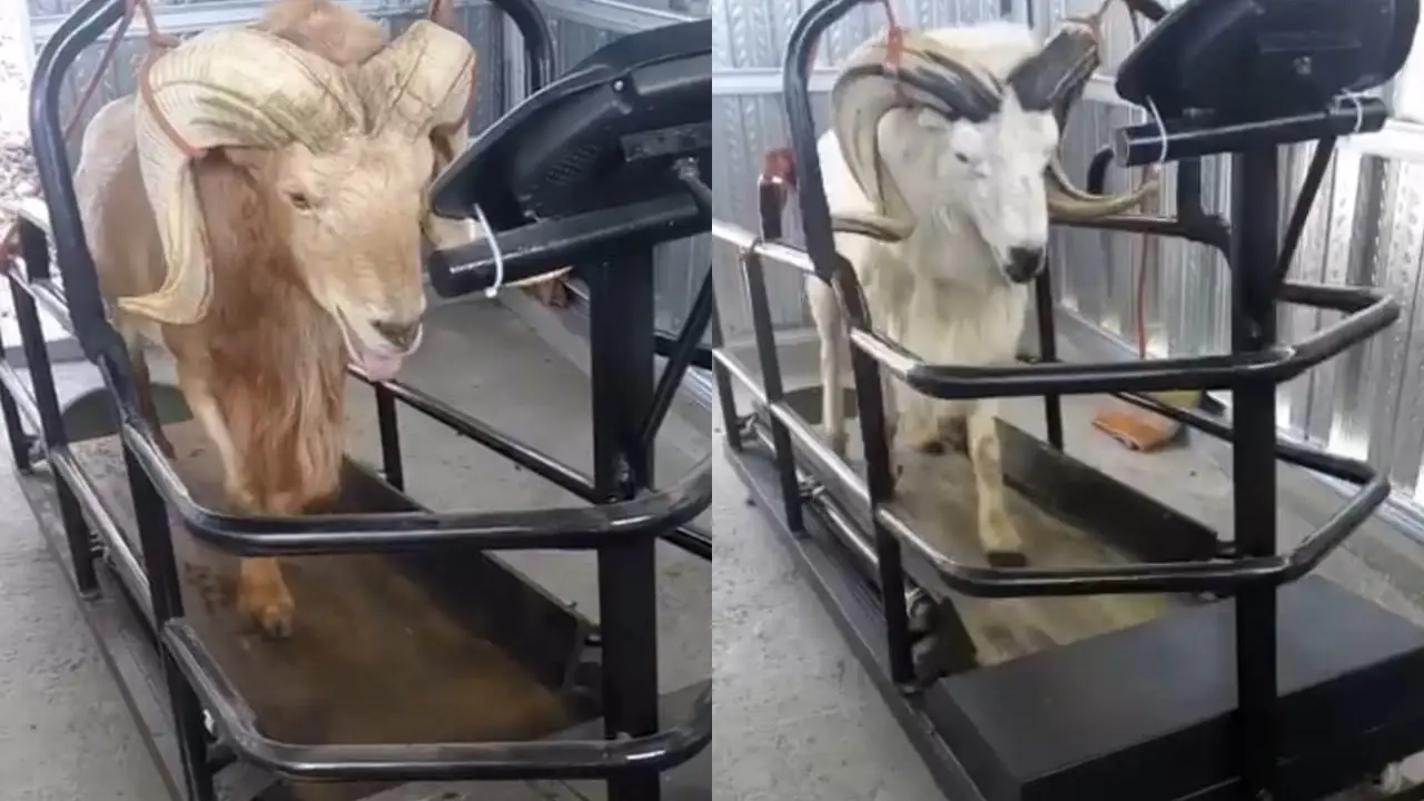 Untuk mendapatkan fisik dan otot yang ideal, domba di padepokan Intan Dewata sengaja menikmati treadmill yang sengaja didesain khusus untuk domba.