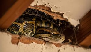 Ular Piton di Plafon Rumah