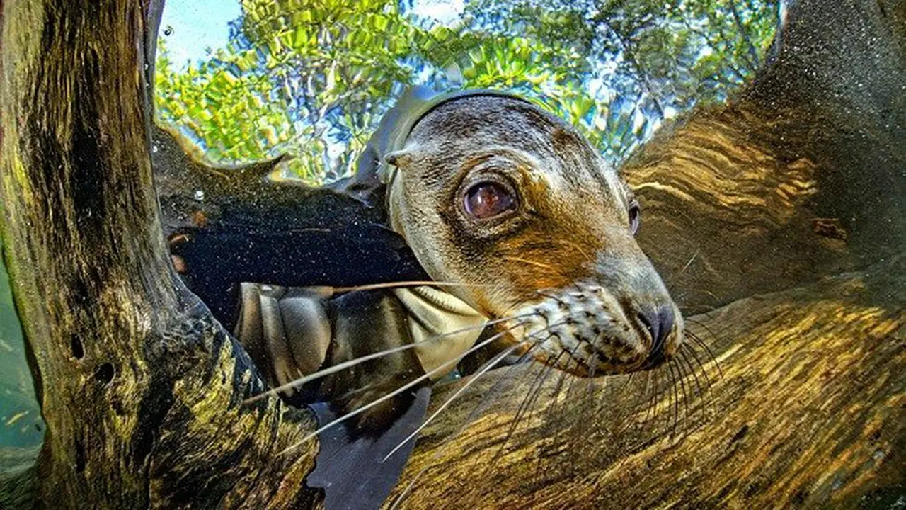 Galapagos