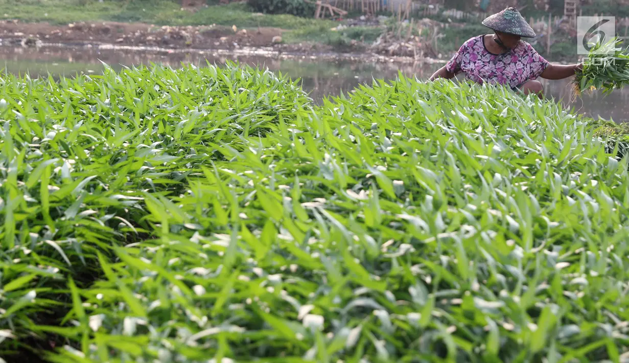 Warga memanen sayur mayur yang ditanam di bantaran Kanal Banjir Barat, Jakarta, Jumat (5/10). Sayur mayur tersebut berupa kangkung, sawi, dan cabai. (Liputan6.com/Immanuel Antonius)