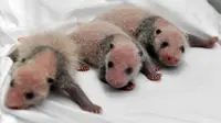 Lucunya Bayi Panda Kembar Tiga Baru Lahir