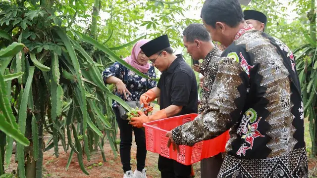 Petani Banyuwangi Raup Untung Ratusan Juta dari Buah Naga Semi Organik
