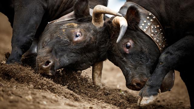 Karapan Sapi Hingga Haji, Tradisi Suku Madura yang Masih Lestari