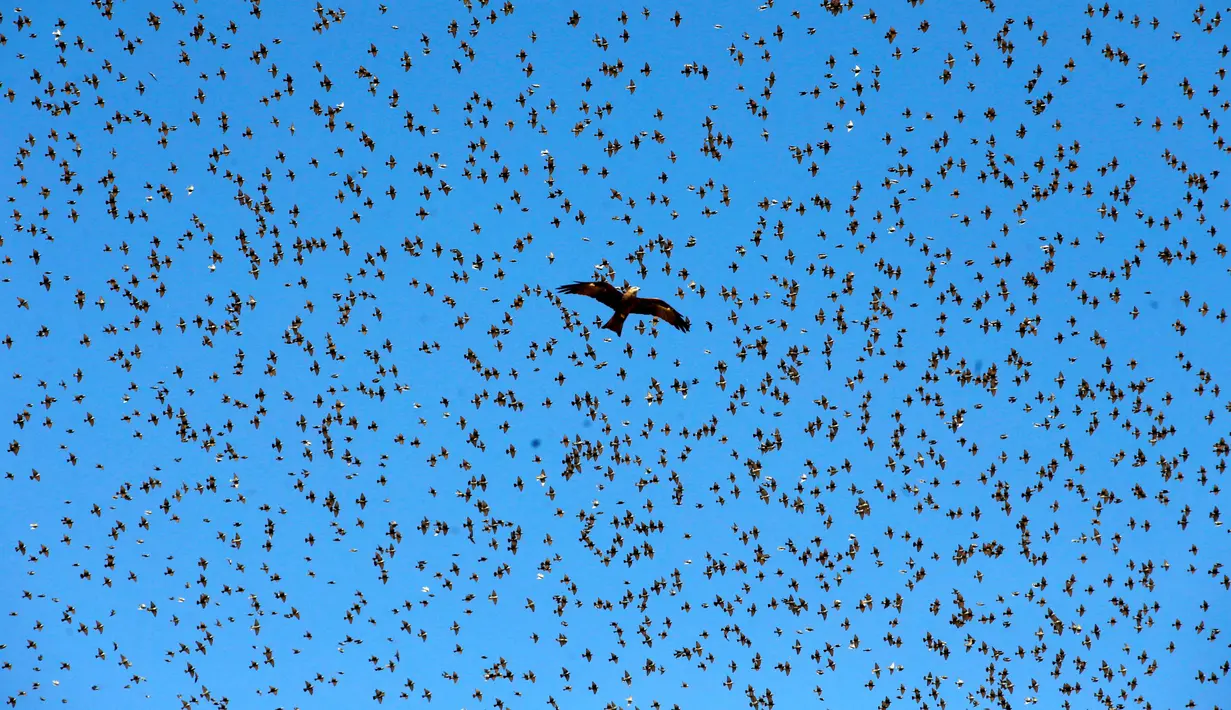 Sebuah burung elang terbang dikelilingi sekolompok burung jalak yang tengah bermigrasi dilangit kota Beer Sheva, Israel selatan 26 Desember 2016. Fenomena ini disebut 'murmuration' yang berlangsung saat musim dingin. (REUTERS/Baz Ratner)