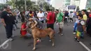 Sejumlah pengunjung mendekati anjing jenis Great Dane disela kegiatan Car Free Day di Jakarta, Minggu (18/12). Anjing tersebut menarik perhatian pengunjung karena ukurannya yang lebih besar dibanding anjing pada umumnya. (Liputan6.com/Immanuel Antonius)