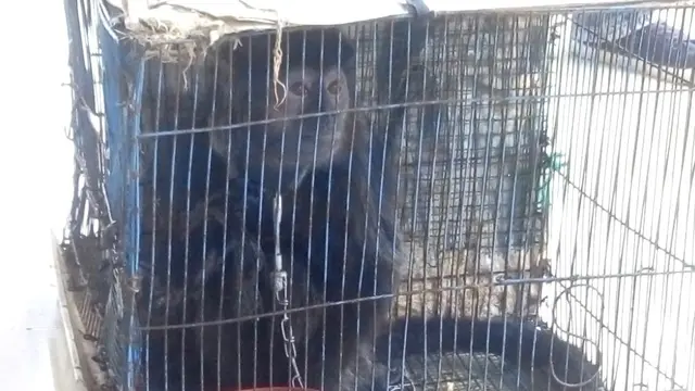 Lutung Jawa, sesaat setelah disita dari pedagang satwa langka. (Foto: Liputan6.com/BKSDA Jateng/Muhamad Ridlo)
