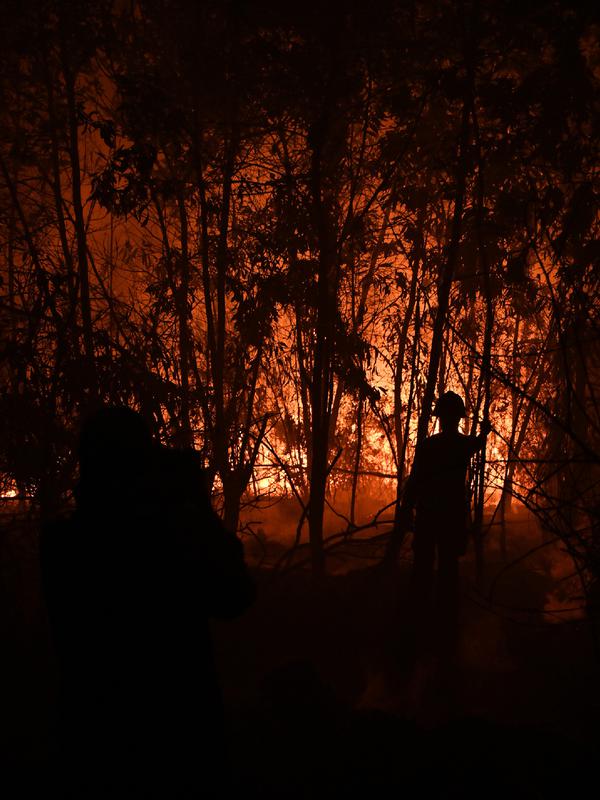 Petugas pemadam kebakaran memadamkan api saat kebakaran hutan dan lahan (karhutla) di Pekanbaru, Riau, Jumat (13/9/2019). Kabut asap hasil karhutla menyebabkan kegiatan belajar mengajar di Kota Pekanbaru lumpuh. (ADEK BERRY/AFP)