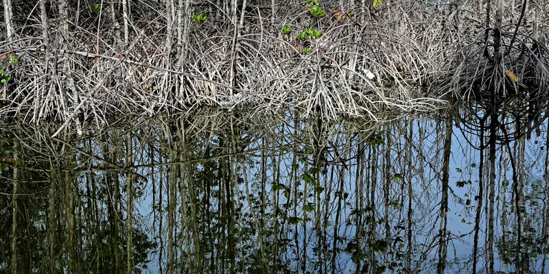 Melihat Kondisi Hutan Bakau di Hari Mangrove Sedunia