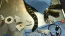 Greco saat menjalani operasi di National Zoological Park, San Salvador, El Salvador (20/3). Jika tidak ditangani dengan tepat, infeksi yang dialami Greco berisiko menimbulkan komplikasi. (AFP Photo / Marvin Recinos)
