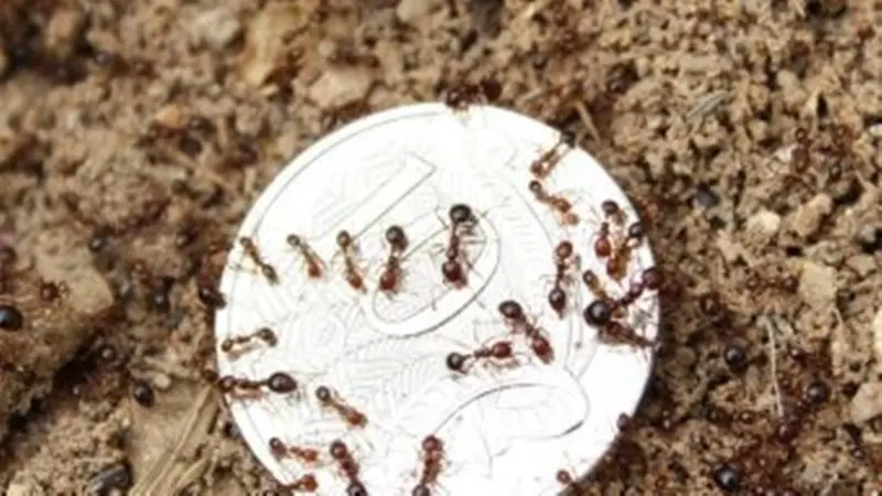 Hama semut merah di Australia. (Qld Department of Agriculture and Fisheries)