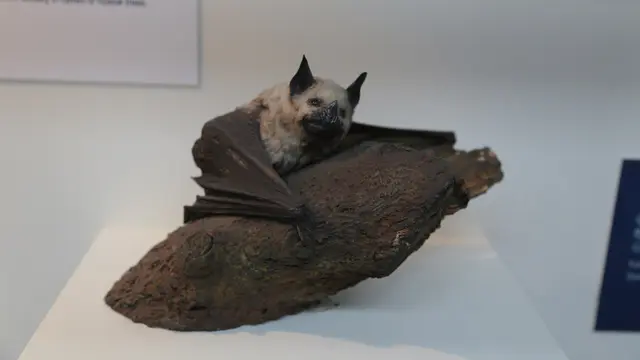 kelelawar