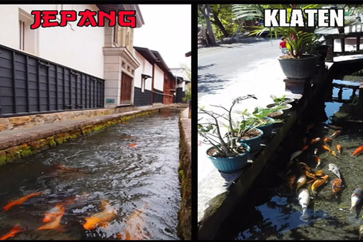 Heboh Parit Bening di Klaten Ada Ikannya Mirip di Jepang!