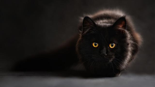 Lucu, Merasa Diteror Kucing Hitam, Wanita Lapor Polisi
