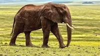 Ilustrasi gajah (pixabay)