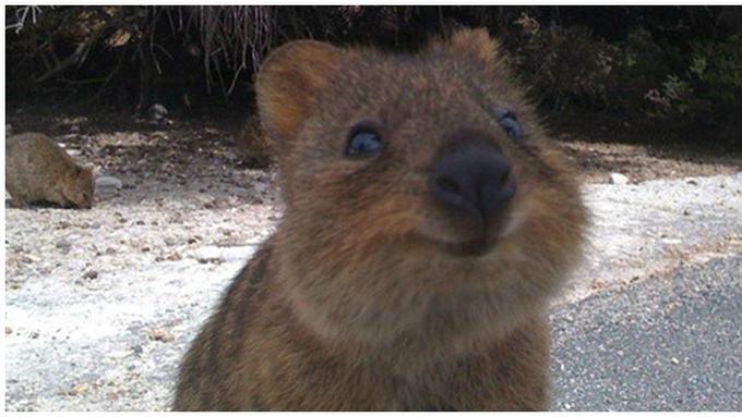 7700 Buku Gambar Hewan Pakong Gratis Terbaik