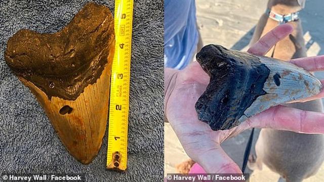Gigi hiu purba Megalodon