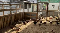 Tips Memilih Bibit Ayam Kampung Unggul Agar Cepat Besar, Panduan Lengkap Peternak Sukses
