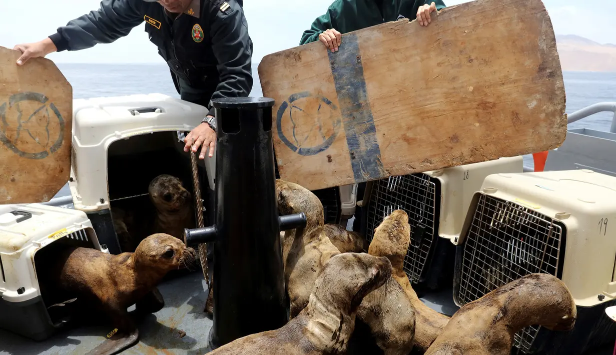 Petugas melepaskan sejumlah singa laut ke habitat aslinya di Pulau Palomino, Callao, Peru (14/10). Pulau Palomino memang terkenal sebagai pulau yang dihuni ribuan singa laut. (Reuters/Guadalupe Pardo)