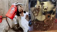 Potret hewan terjebak dalam wadah saat mencuri makanan. (Sumber: reddit/Unlikely_Bag_69 / reddit / Boredpanda)