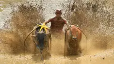 Seorang joki memacu sapinya saat mengikuti "Pacu Jawi" (sapi) di areal pesawahan di Pariangan, Kabupaten Tanah Datar, Sumatera Barat, Sabtu (1/12). Pacu Jawi merupakan permainan olahraga tradisional yang diadakan usai panen padi. (ADEK BERRY/AFP)
