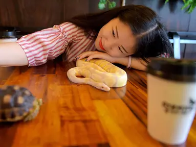Foto pada 18 Agustus 2018 menunjukkan seorang pelanggan berswafoto dengan ular piton albino di Reptile Cafe, Phnom Penh, Kamboja. Kafe ini dibuka untuk mengubah reputasi kadal dan ular di kalangan orang yang tidak suka reptil. (AFP/TANG CHHIN Sothy)