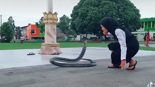Viral Gadis Asal Bandung Punya Peliharaan King Cobra 4 Meter, Ini 6 Aksinya