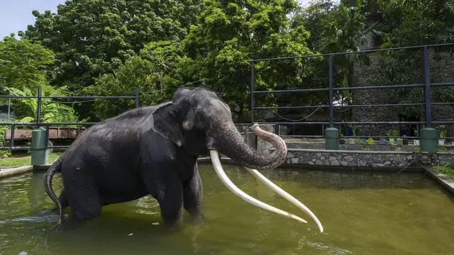 Gajah Thailand kembali ke rumah setelah dua dekade di Sri Lanka
