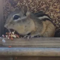 Tupai ketahuan mencuri 