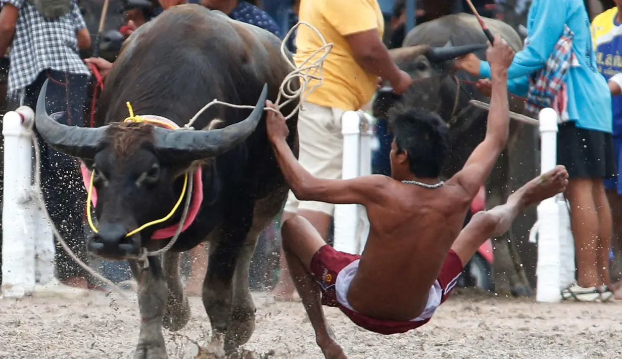 Seorang joki terjatuh saat bersaing pada festival lomba balap kerbau di Chonburi, Bangkok, Thailand  (16/7). Festival tahunan itu diikuti puluhan petani di Chonburi untuk merayakan panen padi. (AP Photo/Sakchai Lalit)