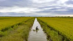 Foto dari udara menunjukkan seorang penduduk desa memanen kepiting di area persawahan di Desa Lingtou, Zona Pengembangan Ekonomi Lutai di Kota Tangshan, Provinsi Hebei, China utara (22/9/2020). Dalam beberapa tahun terakhir, pemerintah daerah Lutai berupaya memproduksi beras organik. (Xinhua/Mu Yu)