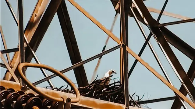 Sarang burung elang di Sutet Paiton. (Dian Kurniawan/Liputan6.com)
