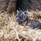Anak harimau sumatera ini lahir di kebun binatang tersebut sejak satu bulan (Xinhua/Han Yan)