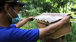 Anggota Kelompok Tani Hutan Hijau Lestari membudidayakan lebah madu jenis Trigona di kawasan Hutan Kota Srengseng, Kembangan, Jakarta Barat, Sabtu (5/6/2021). Selain bisa melihat lebahnya, warga juga bisa menyedot madu langsung dari sarangnya. (Liputan6.com/Johan Tallo)