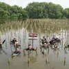 14.000 Mangrove Jadi Benteng Pesisir Kubu Raya