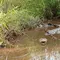 Unggah Foto Buaya Buatan AI di Singapura, Warga Myanmar Terancam Dipenjara