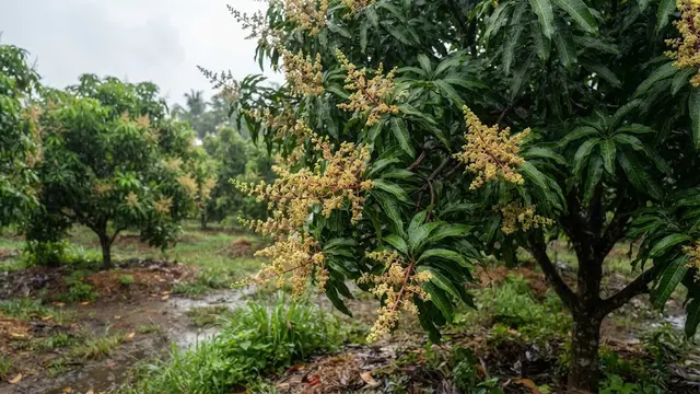 Membuat Tanaman Buah Tetap Berbunga saat Musim Hujan