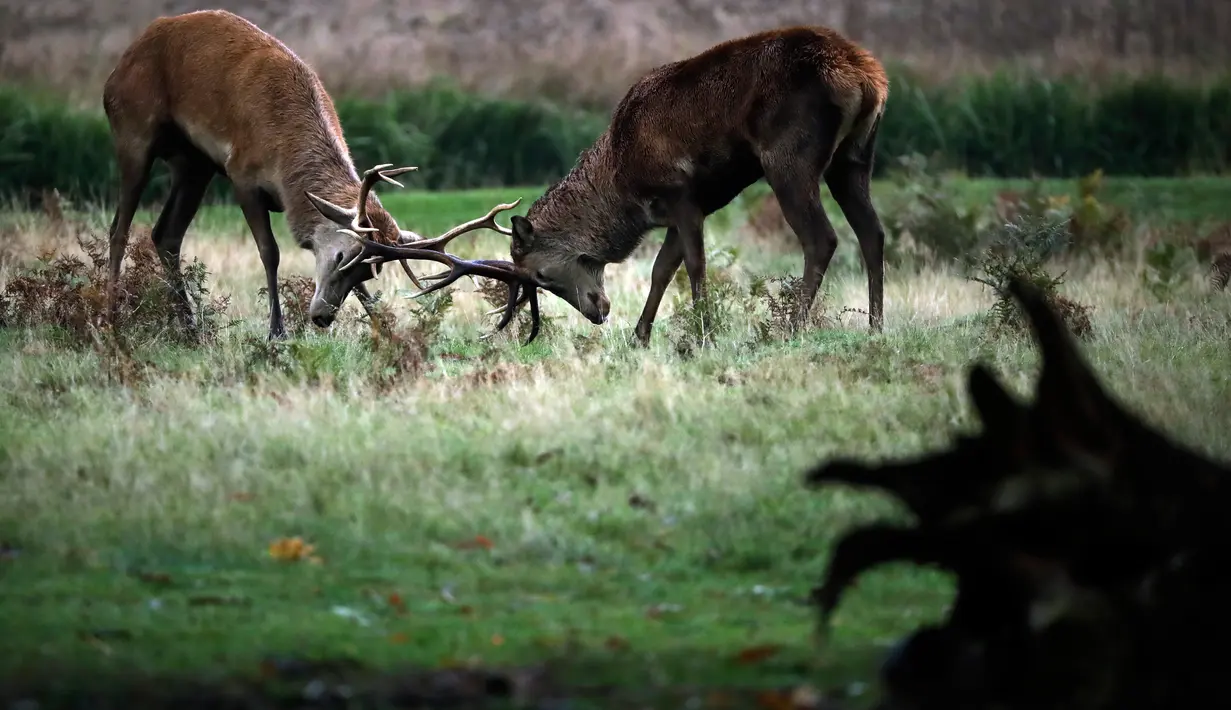 Rusa muda mengadu tanduk selama musim rutting (kawin) yang berlangsung pada musim gugur di Bushy Park, London, Rabu (14/10/2020).  Rusa jantan bertarung satu sama lain menunjukkan kekuatan mereka untuk merayu rusa betina.  (AP Photo/Matt Dunham)