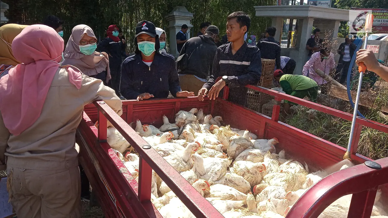 Pembagian Ayam gratis di Semarang