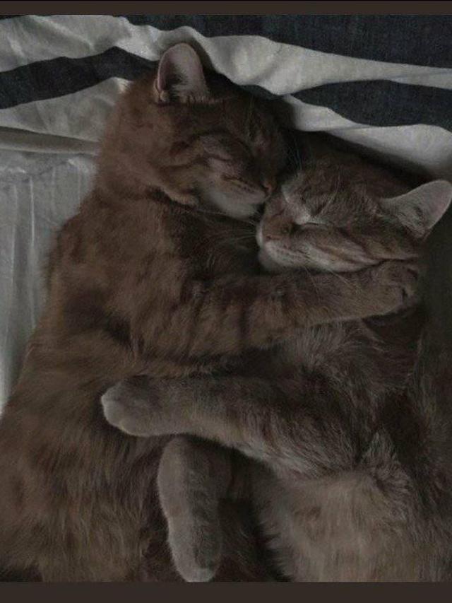 6 Tingkah Kucing Saling Bermesraan Ini Bikin Majikan Senyum