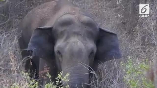 Seekor gajah di India kebingungan dan salah tingkah saat sebuah drone mendekatinya.
