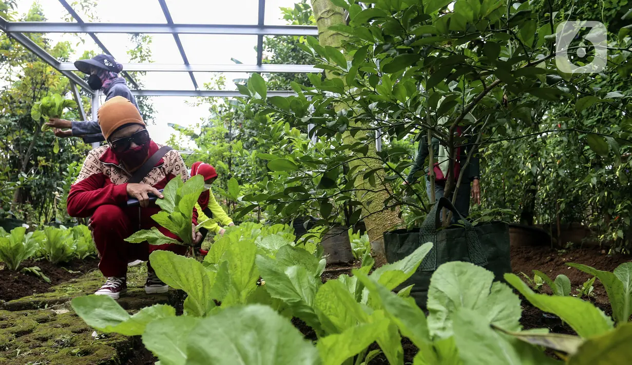 Warga memanen hasil pertanian di Susia Garden, Kalibata, Jakarta, Sabtu (12/2/2022). Di tempat ini warga bisa memanen langsung dan membeli hasil pertanian dari kebun tersebut. (Liputan6.com/Johan Tallo)