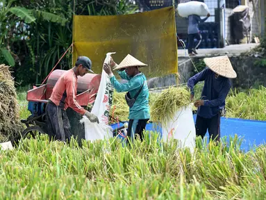 Para petani sedang mengirik padi hasil panen di Denpasar, Bali, pada Kamis 30 April 2026. Pemerintah Provinsi Bali menargetkan luas panen sawah pada musim tanam (MT) II tahun 2026 mencapai lebih dari 124 ribu hektare. (SONNY TUMBELAKA/AFP)