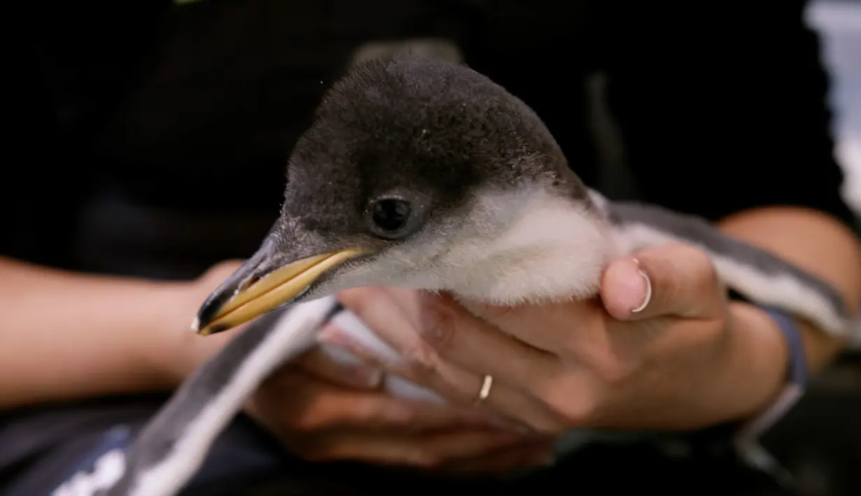 Seekor bayi penguin dipegang oleh penjaga di Sea Life Aquarium Sydney di Sydney, Australia (18/11/2020). Penguin yang tertua menetas pada pertengahan Oktober lalu, sedangkan yang termuda baru menetas dua pekan lalu. (Xinhua)
