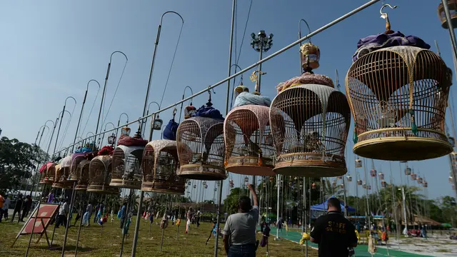 Burung Adu Kicauan Merdu di Thailand